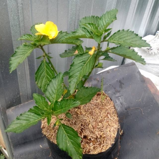 Yolanda kuning  (Myosurus L. Ranunculus)- Tanaman hias bunga yolanda kuning/buttercup kuning