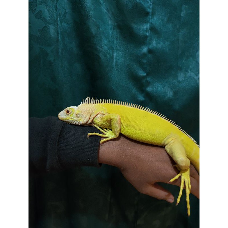 iguana albino betina mulus