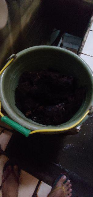 Akar Kadaka Murah Jual Akar Kadaka (media Tanam Anggrek) 1 Kg Jual Produk Akar Kadaka Murah Dan Terl