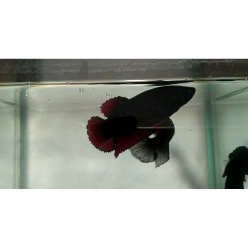 female avatar gold cooper size m