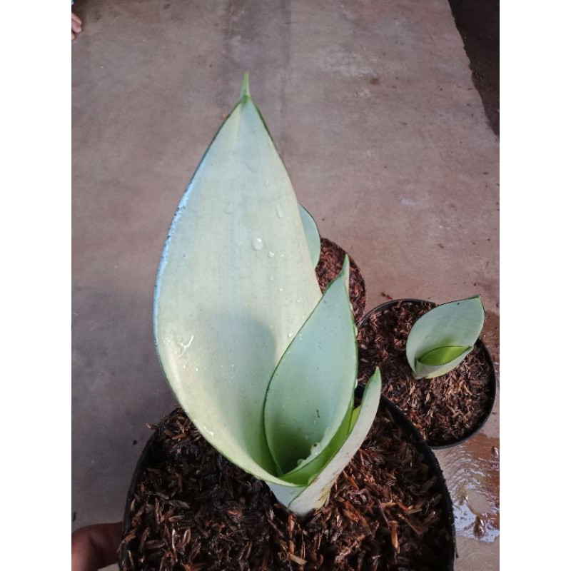 Tanaman hias indoor sansivera mini silver