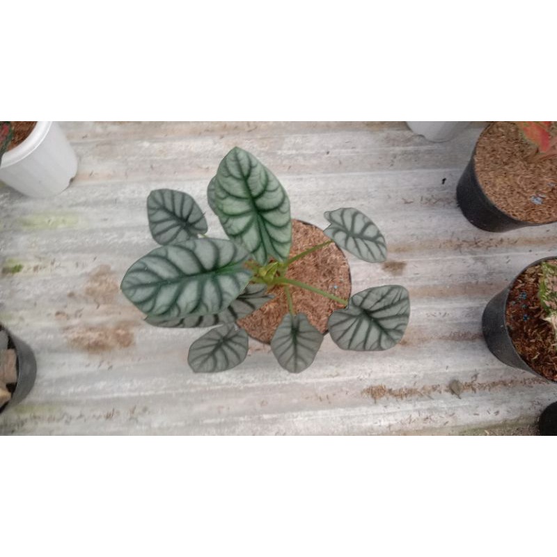 keladi tengkorak dragon silver remaja