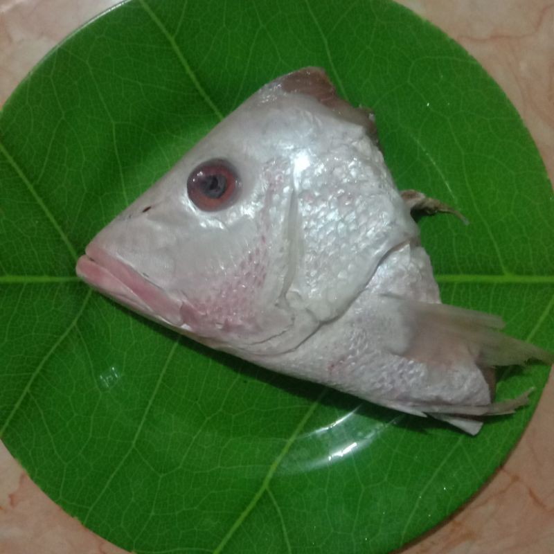 

Kepala kakap 1 pcs