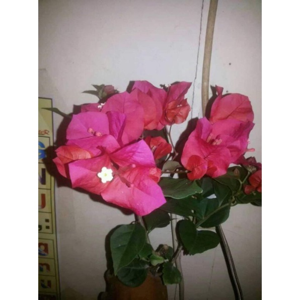 Bunga Bougenville import 7pohon