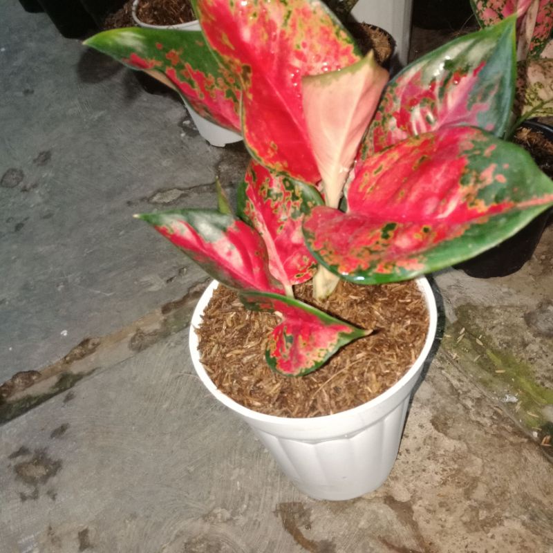 aglaonema suksom batik rumpun 2