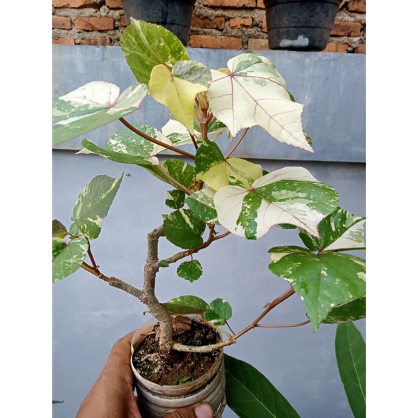 BONSAI WARU VARIEGATA