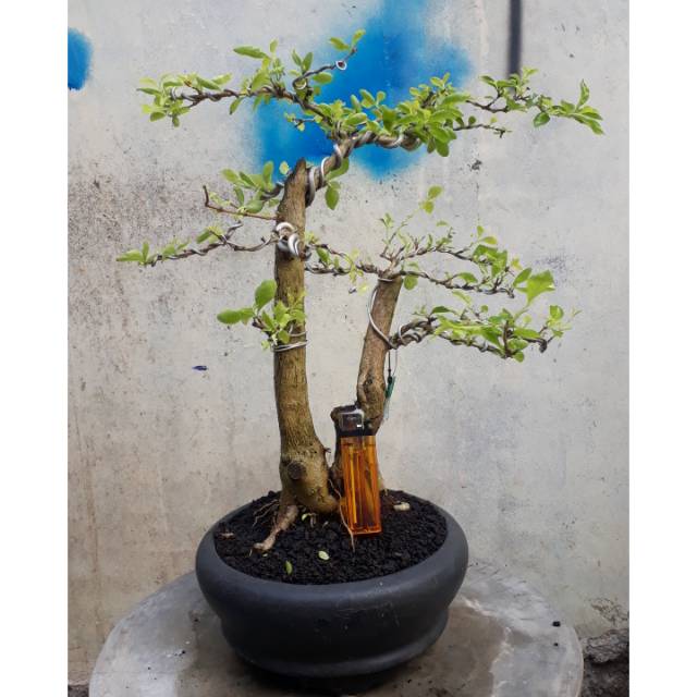 Bonsai Duranta Erecta