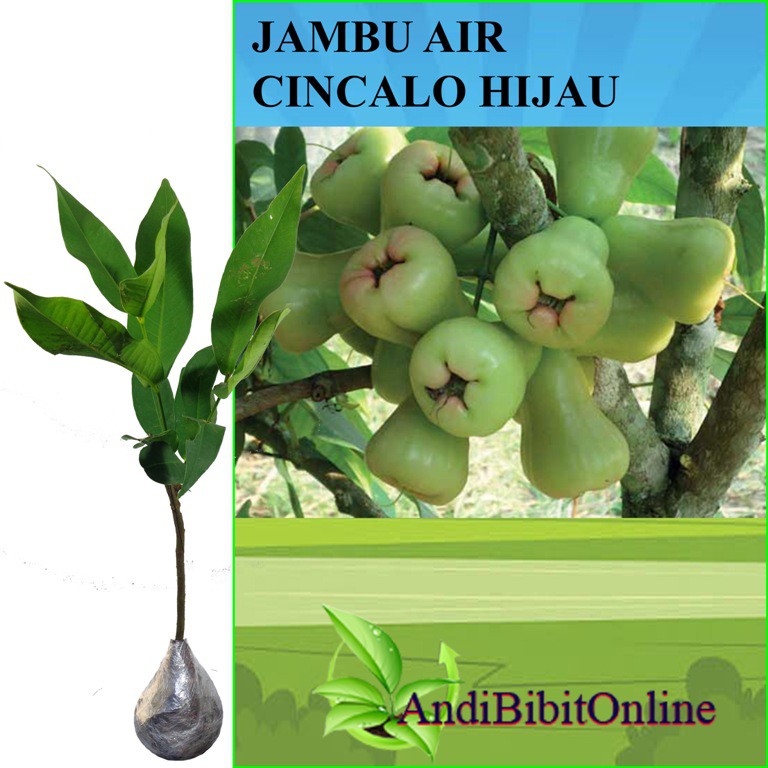 Jambu Cincalo Hijau - Bibit Tanaman Jambu Air Cincalo