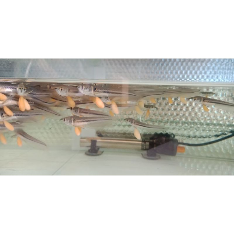 ( Paket 5 ekor ) baby arwana silver gendong telur