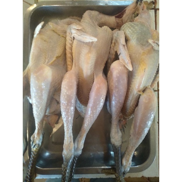 

ayam kampung