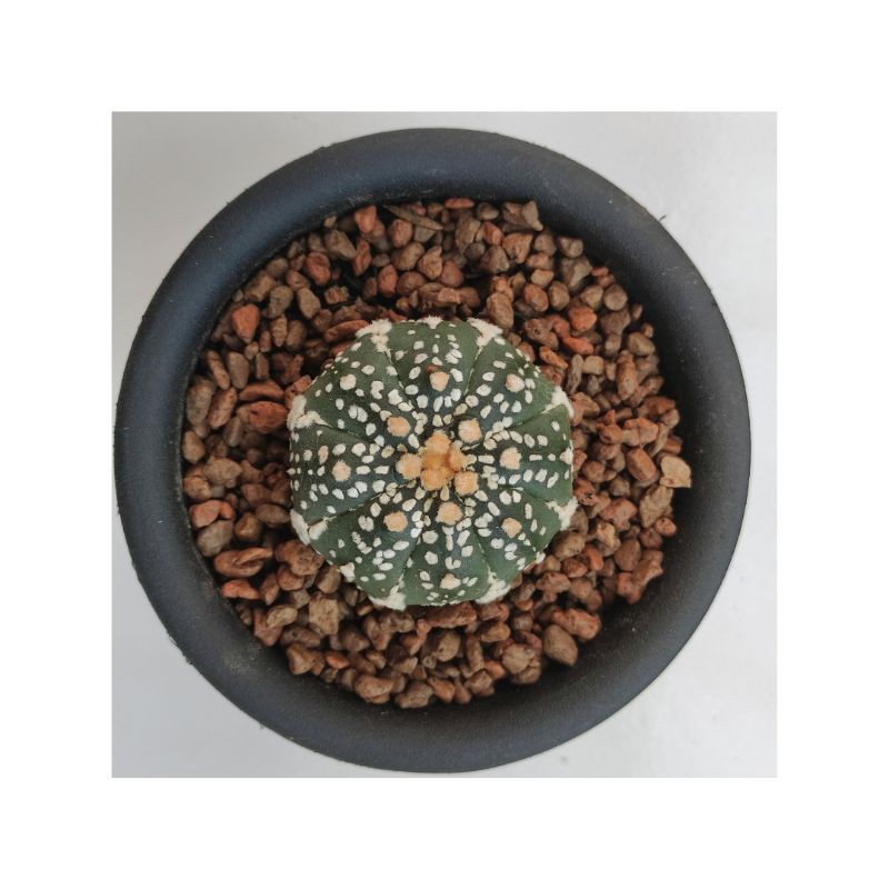 Kaktus Astro Astropyhtum Asterias Kabuto