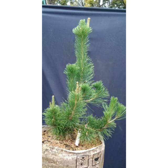 Bonsai Japanese Black Pine Pinus Jepang Pinus Hitam Jepang Siap Cangkok