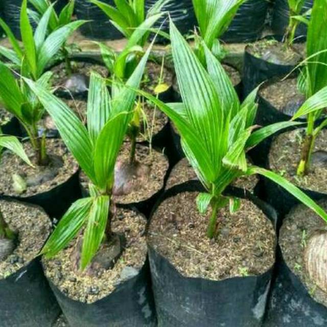 Bibit kelapa pandan wangi Thailand import