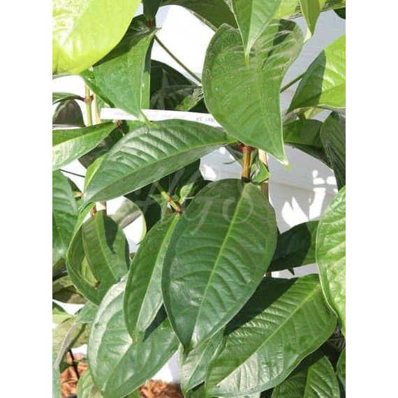 p4g Tanaman Buah Jambu Bol Putih Susu Langka