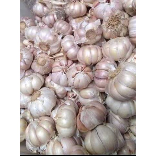 

Bawang putih sinco 1 kg