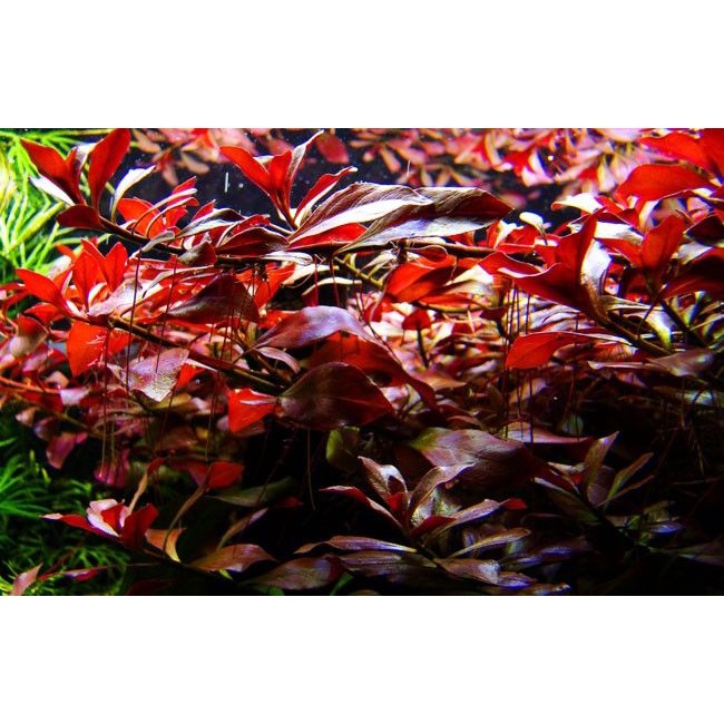 Paket Tanaman Aquascape Merah Low Co2