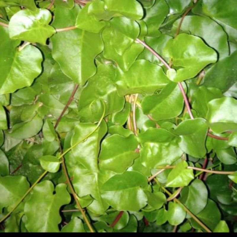 

DAUN BINAHONG SEGAR