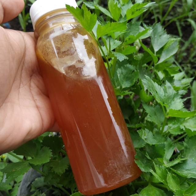 

Madu Hutan ASLI (Odeng) 250ml