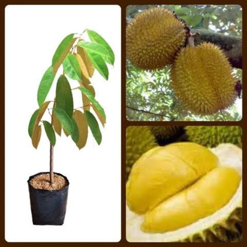 Bibit Durian Chane Kaki 3