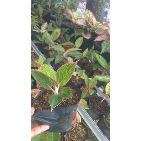 Aglonema Lipstik Greg/Peterpan