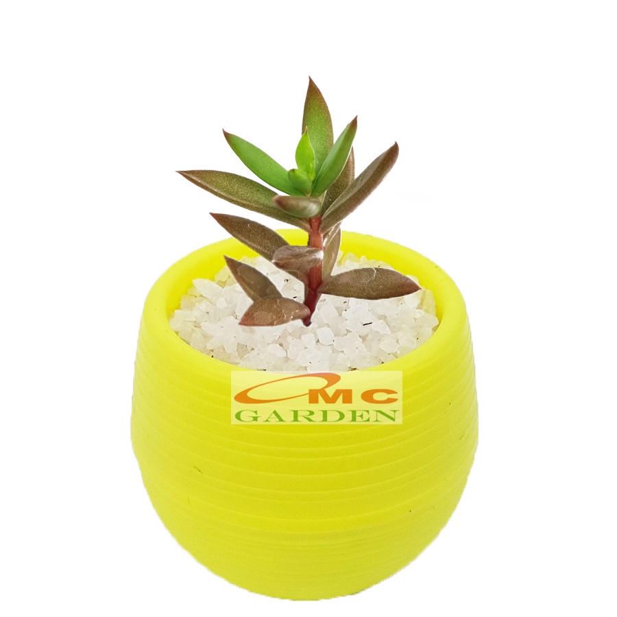 Tanaman Hias Sukulen Sekulen Mini Succulent Kaktus plus Pot Bola Warna SKLN-021-025