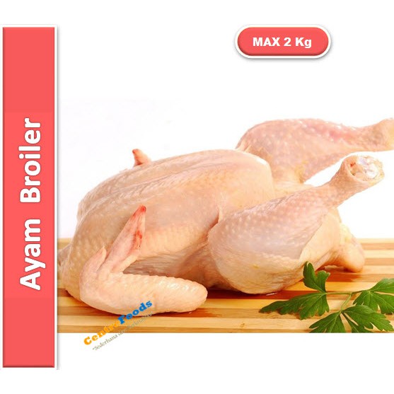 

Ayam Broiler Fresh | Berat 1,6-2 Kg [ Harga Per PCS ]