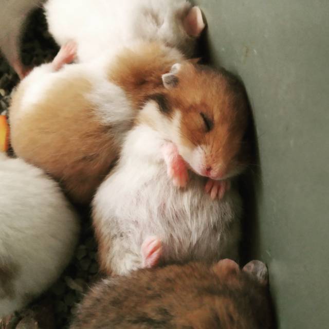 Peternak Hamster Surabaya