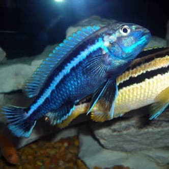 Ikan Hias Aquascape Niasa Blue Size M