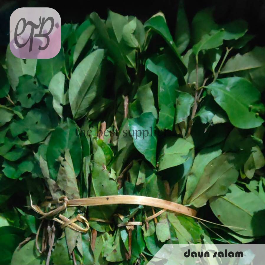 

Daun Salam Segar