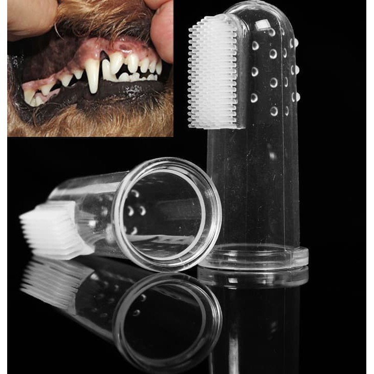 sikat gigi hewan kucing persia peaknose kampung anjing musang bayi anak kecil murah