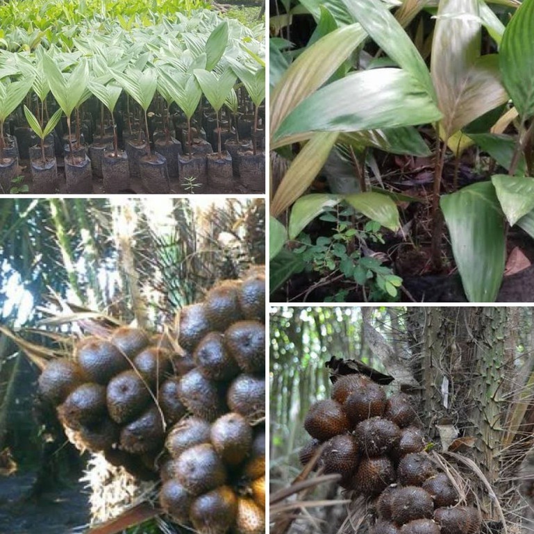 

salak pondo