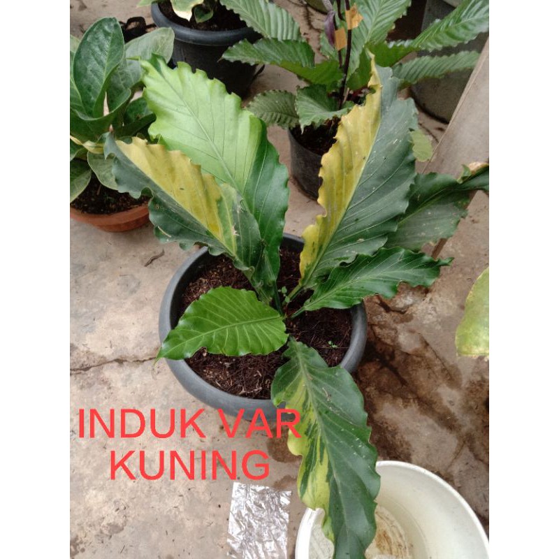 gelombang cinta varigata kuning dr induk var putih