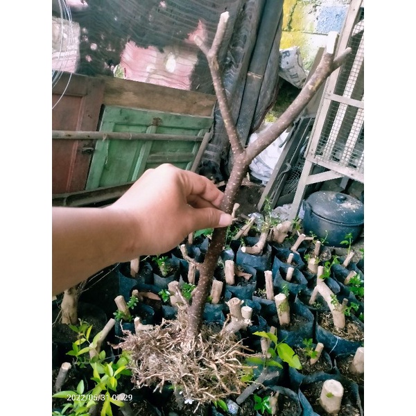 prokar anting putri bahan bonsai