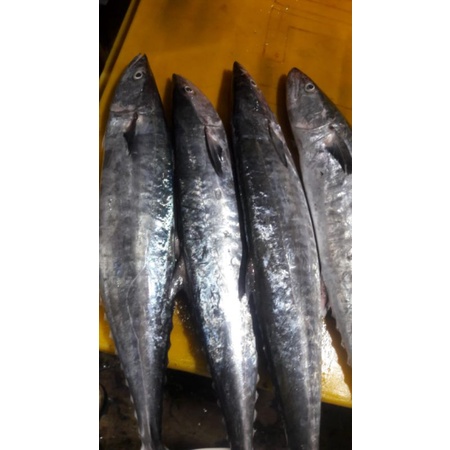 

tengiri bulet fress