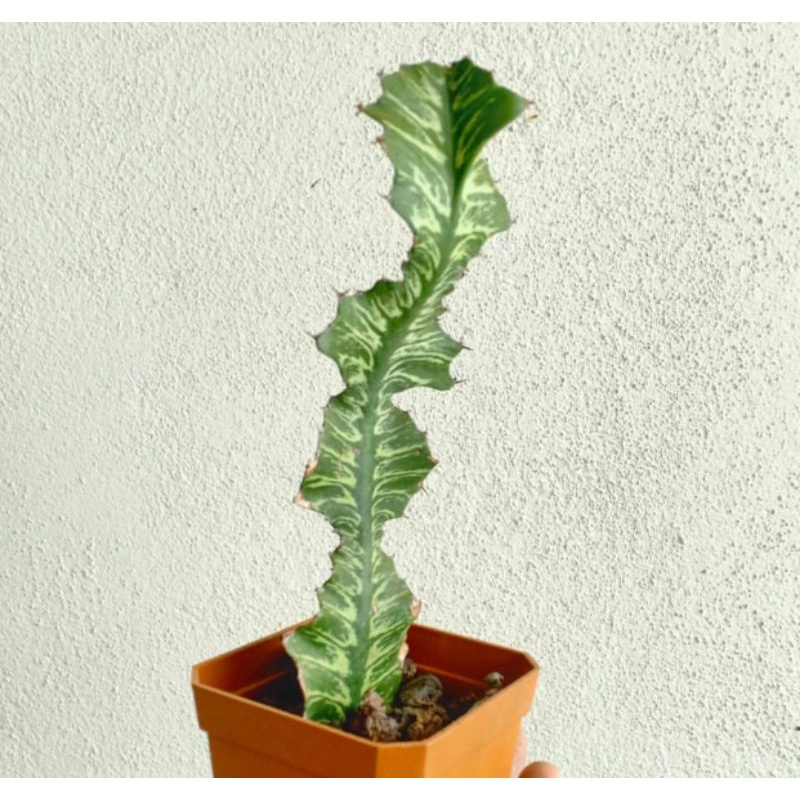 EUPHORBIA BOUGHEYI / EUPHORBIA BATIK / EUPHORBIA / KAKTUS BATIK / KAKTUS / BIBIT KAKTUS