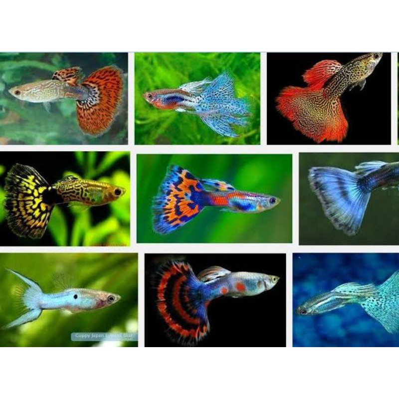 

ikan hias gupy murah paket jantan & betina serba murah