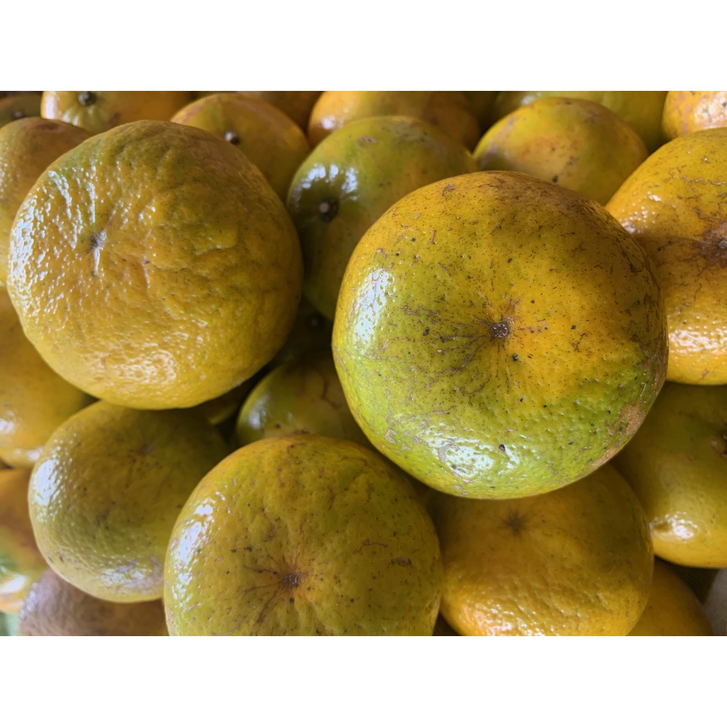 

Jeruk Keprok Premium /KG