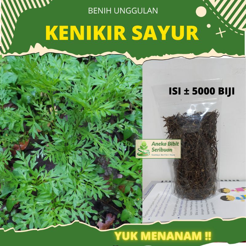 ±5000 biji - benih kenikir sayur lalap untuk urap-urap, Sayuran kaya manfaat