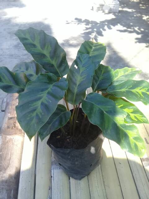 Calathea louisae....