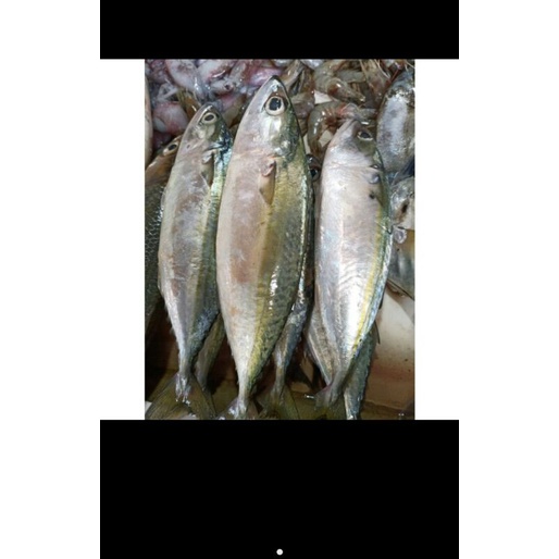 

ikan kembung / 500 gram