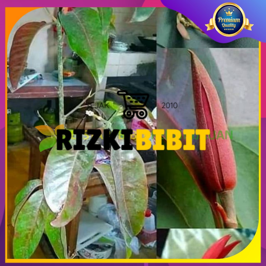 Bibit bunga kantil merah / ungu langka okulasi siap berbunga(WISATA FLORA)