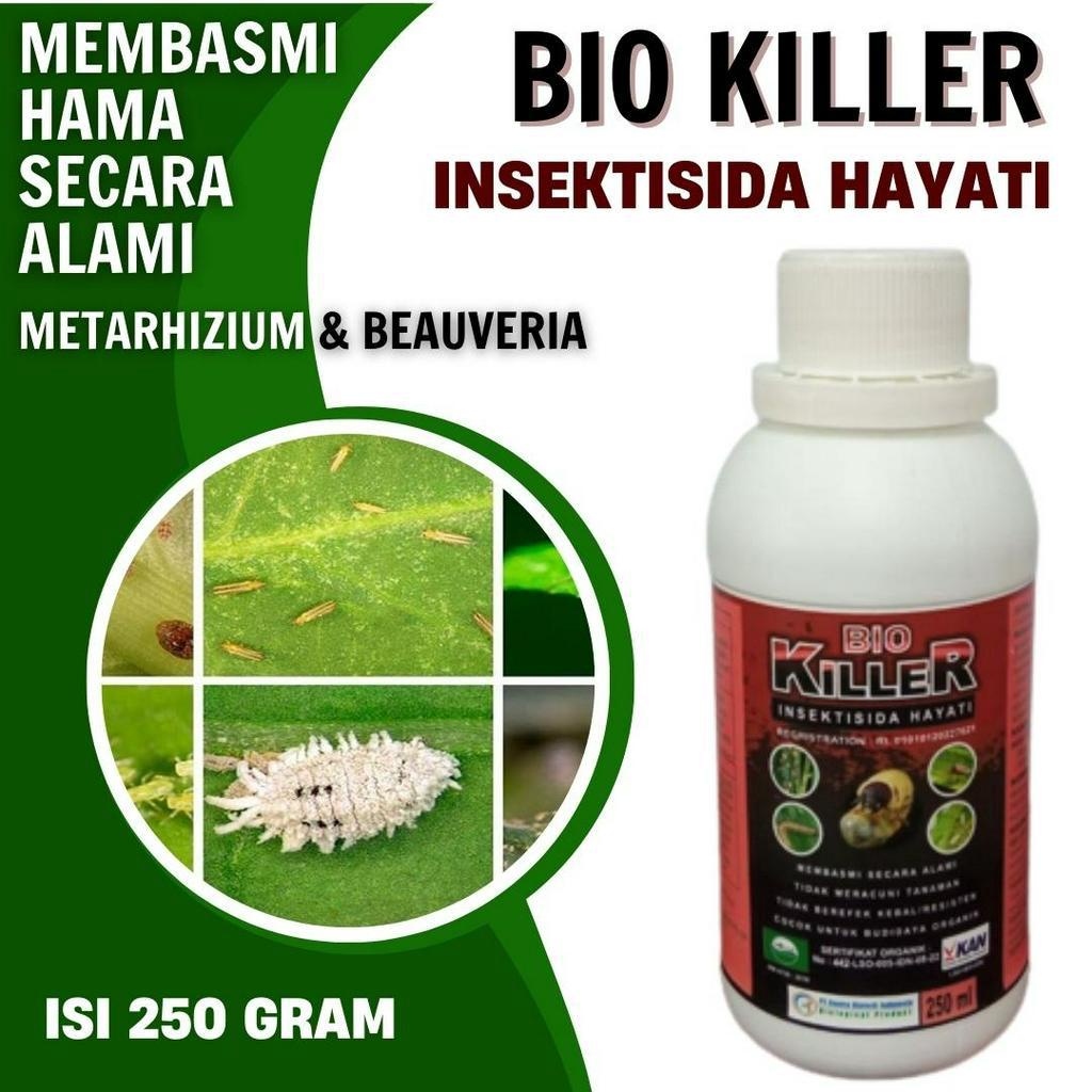 Obat Hama Lembing, Insektisida Hayati Untuk Kutu Kebul, Beauveria Bassiana Pengendali Serangga