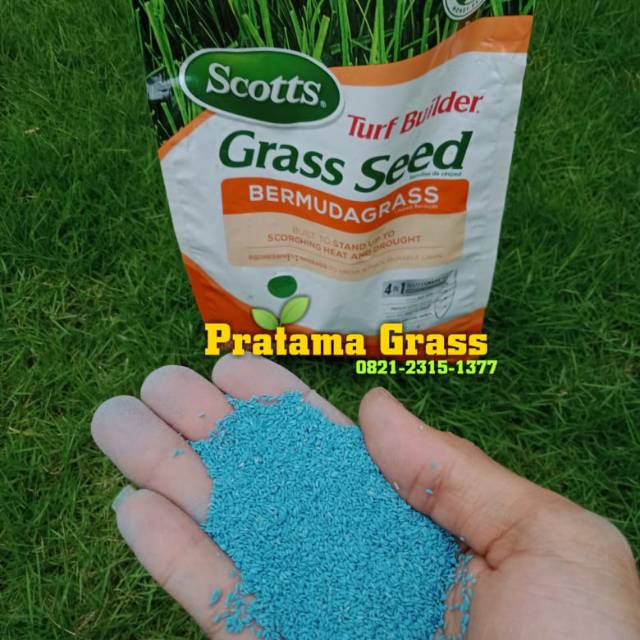 Benih rumput Jepang - bibit rumput Jepang