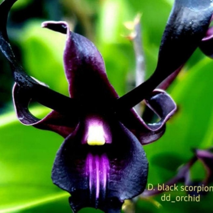 anggrek dendrobium dewasa black scorpion - Seedling Dendrobium - Tanaman Hias Anggrek Dendrobium - A