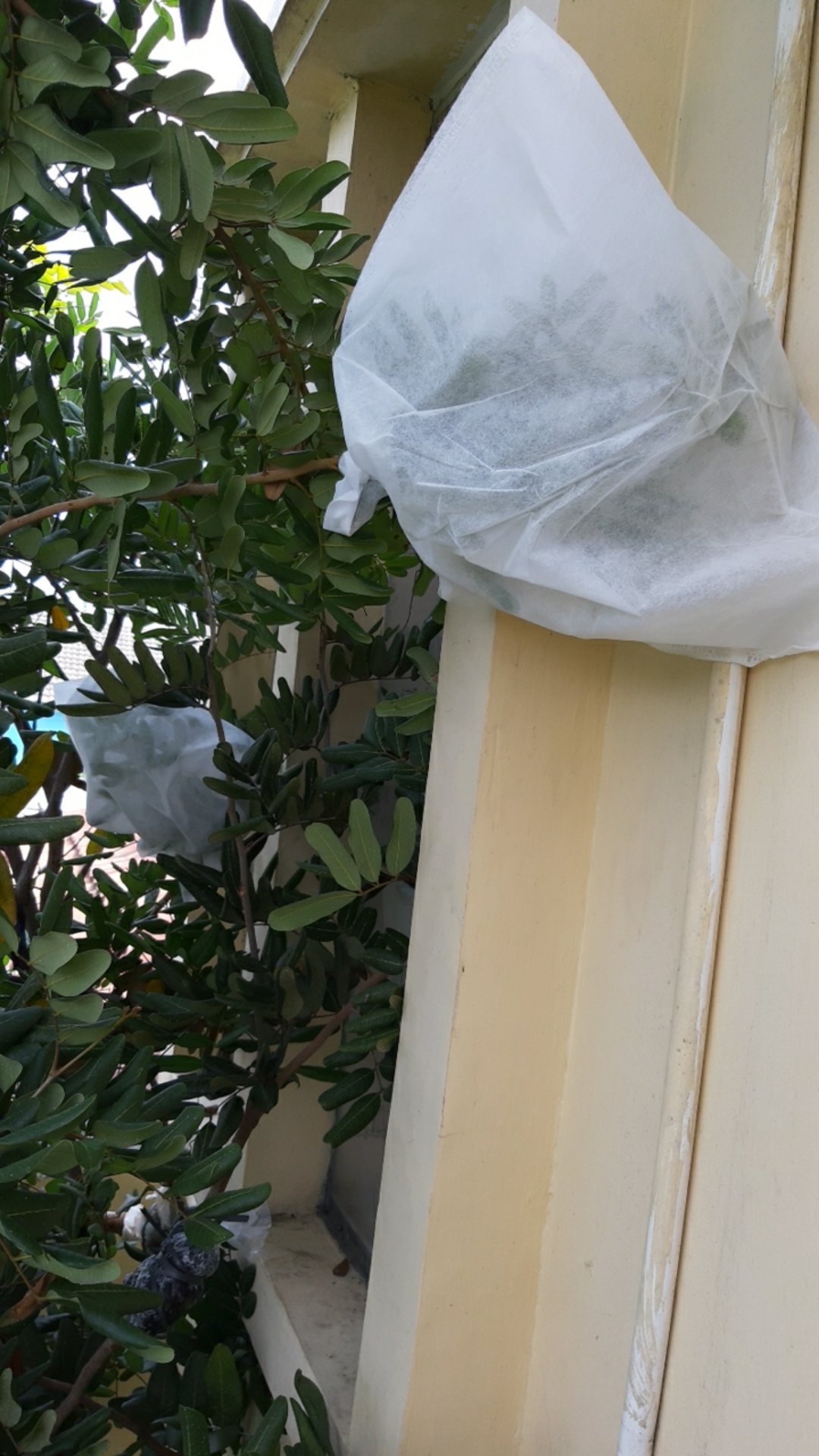 Fruit Cover / Brongsong Buah (xxl) Eceran (isi 10 Lembar)