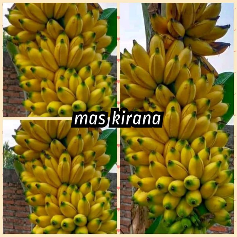bibit pisang mas Kirana
