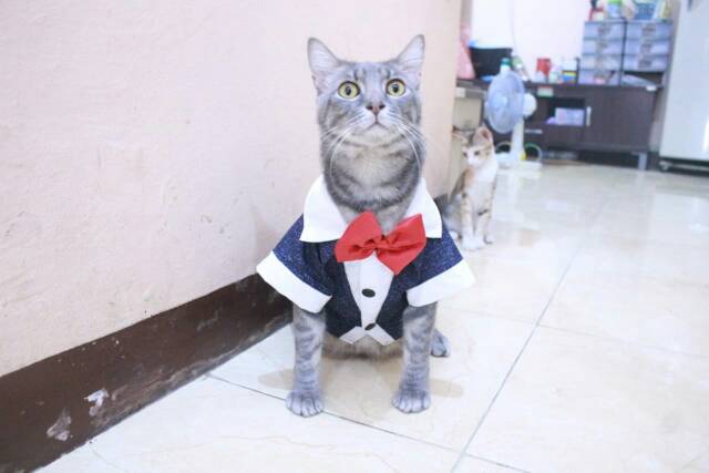 Tuxedo navi blink-blink lucu untuk kucing dan anjing size S M L XL