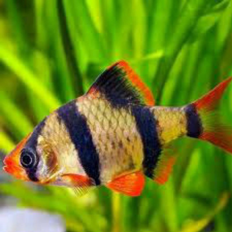 ikan hias sumatra tiger barb