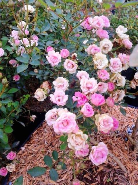 Tanaman Bunga Mawar Baby Rose Pink (rosa polyantha)