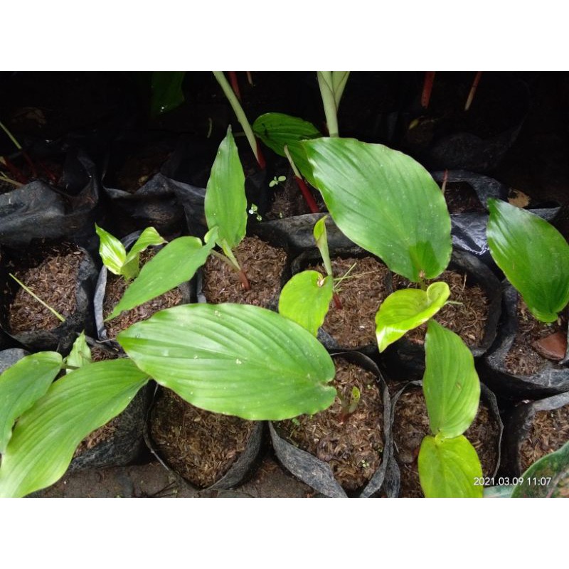 bibit kunyit hitam